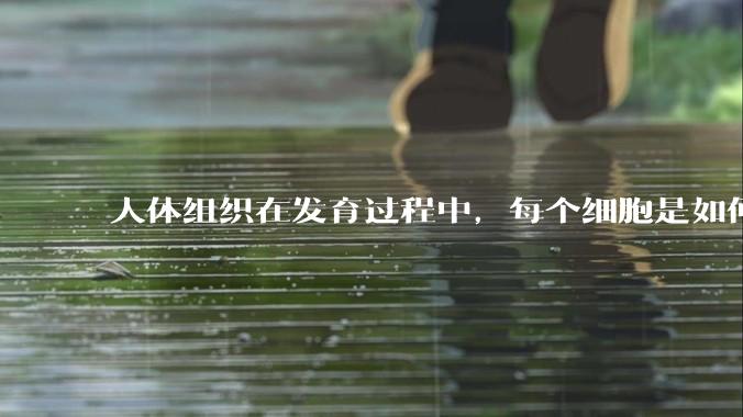 人体组织在发育过程中，每个细胞是如何确定自己在宏观结构是的位置的？